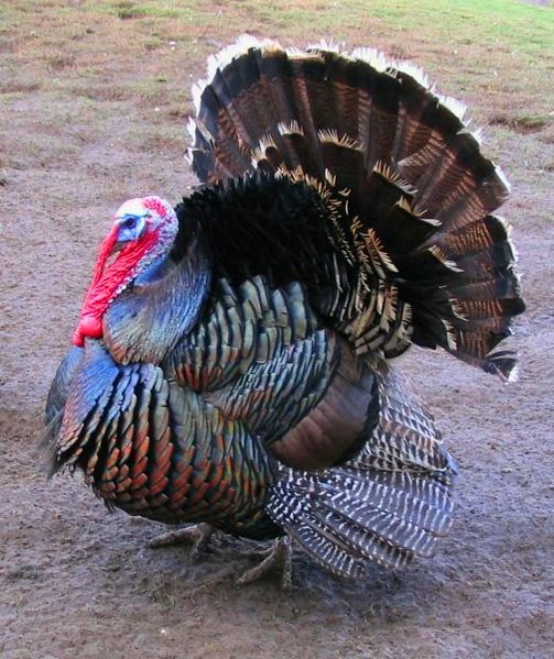 503px-Male_north_american_turkey_supersaturated.jpg